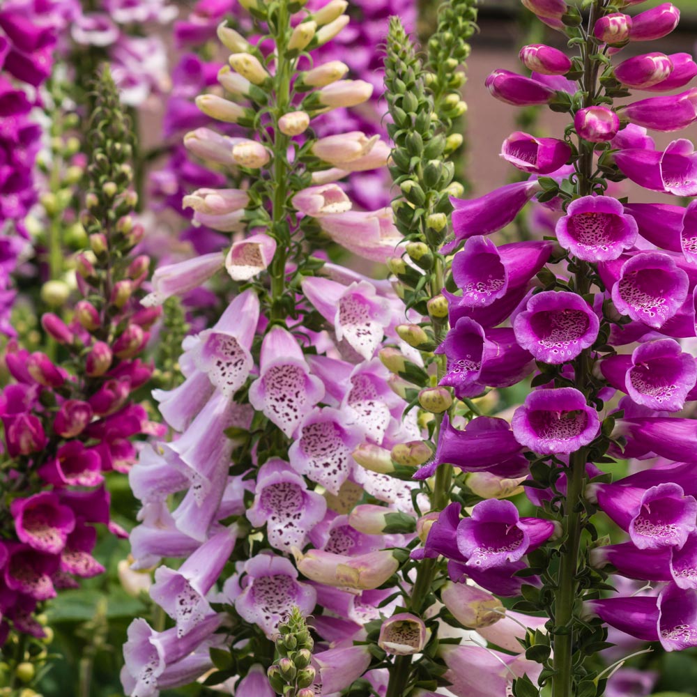 Foxglove 'Dalmatian Mixed'