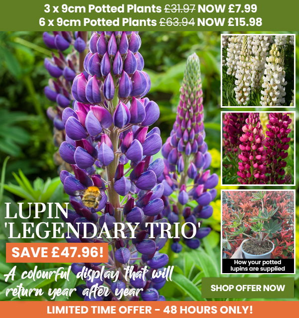 Lupin 'Legendary Trio'