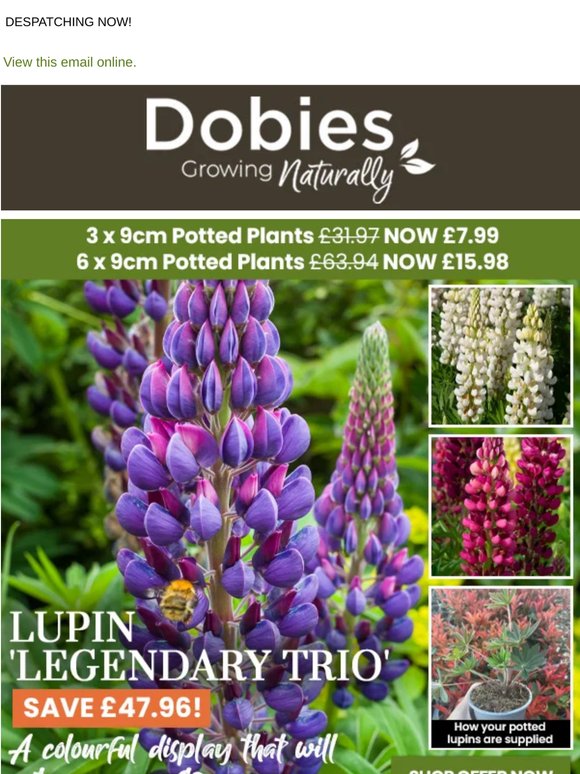 3 Potted Lupins for £7.99 (was £31.97)