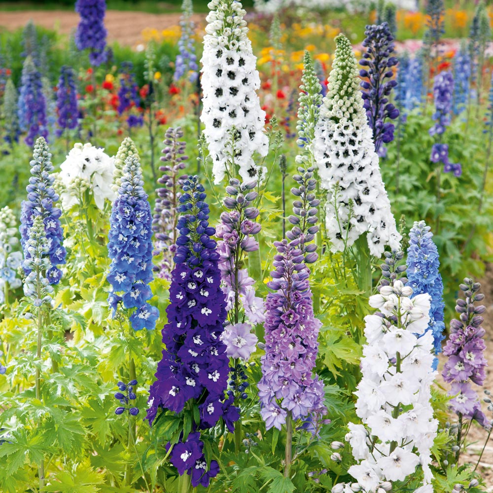 Delphinium 'Magic Fountains Mix'