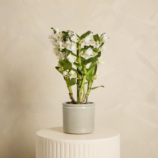 Dendrobium Orchid with Pot