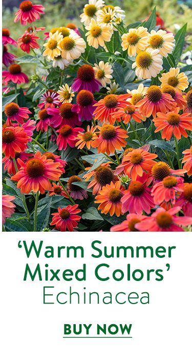 Warm Summer, Echinacea