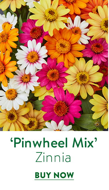 Pinwheel, Zinnia