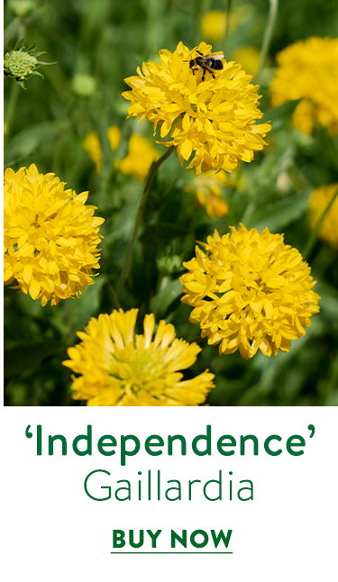 Independence Gaillardia