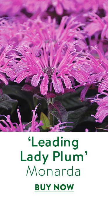 Leading Lady Didyma Plum, Monarda Didyma Plum