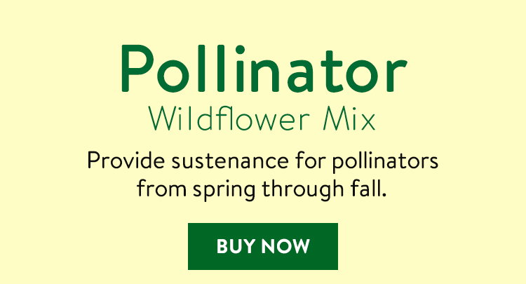 Pollinator Mix Wildflower Seeds