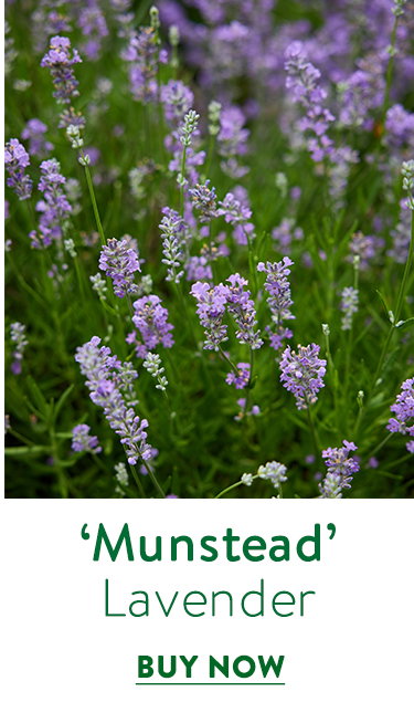 Munstead Lavender
