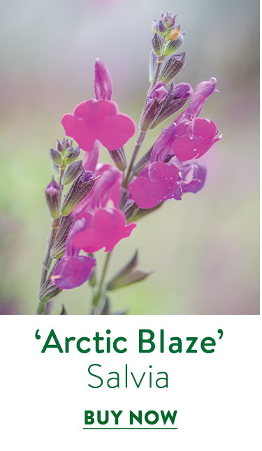 Arctic Blaze Purple, Salvia