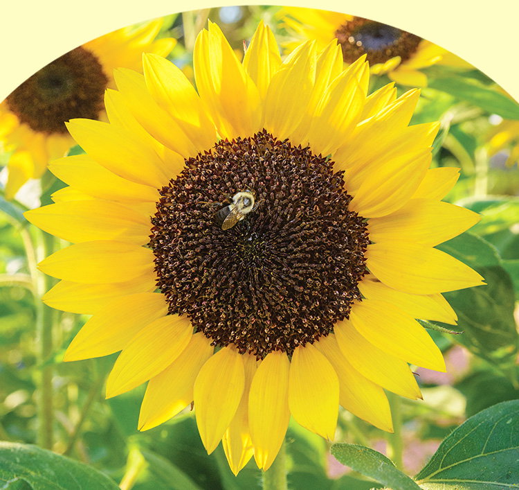 Busy Bee, Sunflower