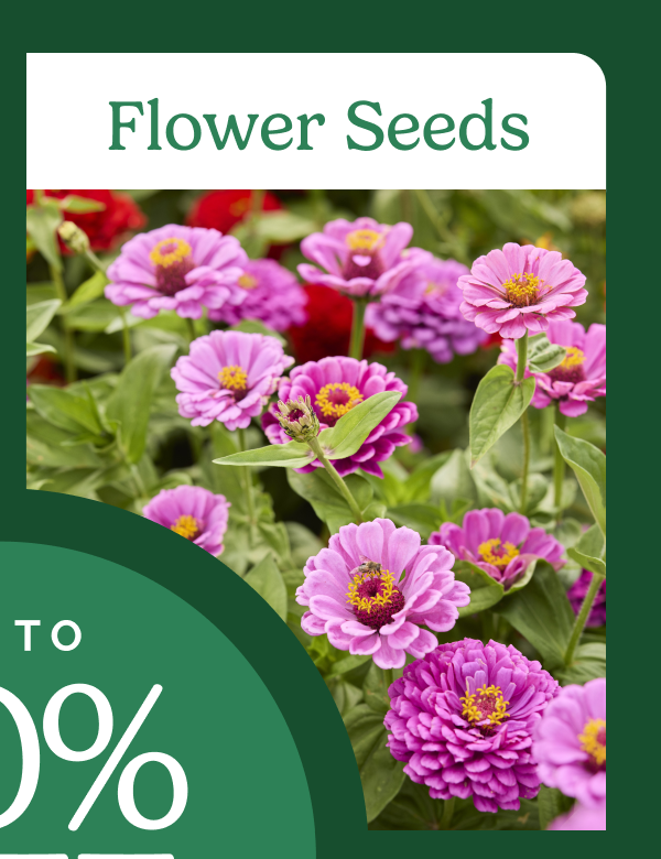Flower Seeds