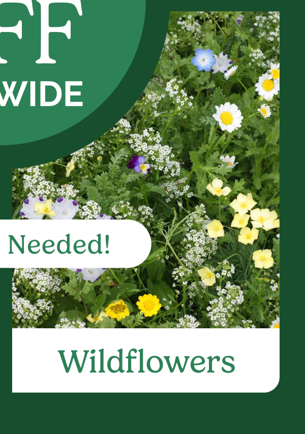 Wildflowers
