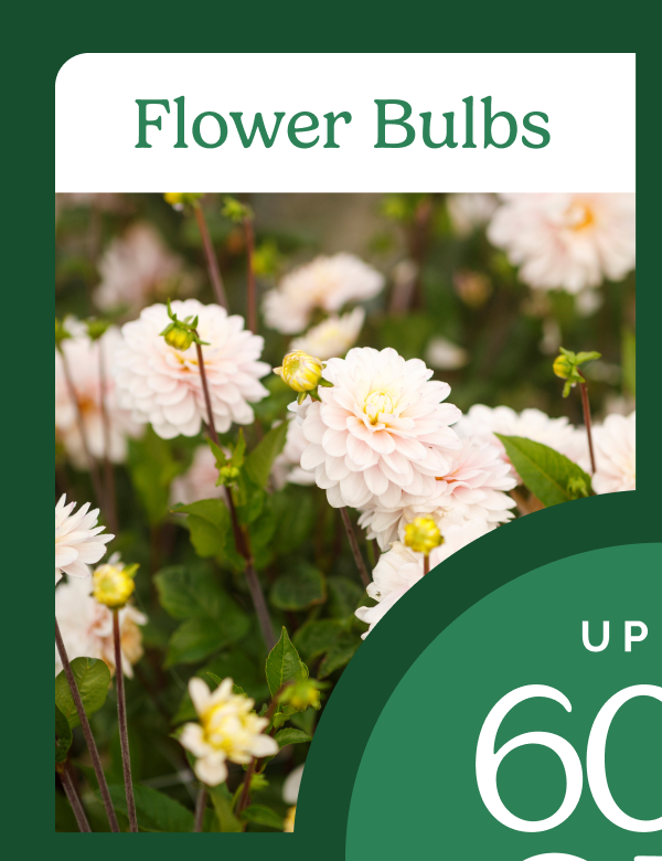 Flower Bulbs