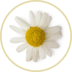 Chamomile Flower