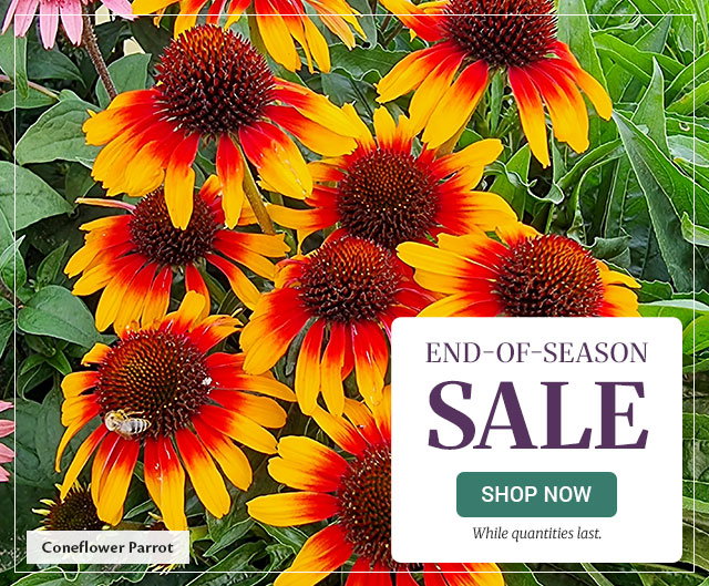 Free Shipping on Orders $129+