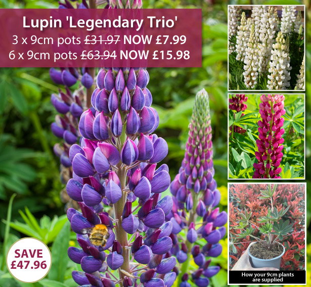 Lupin polyphyllus 'Legendary Trio'