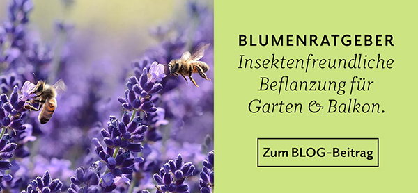 NEU im Blog: Wichtige Infos zum Weltbienentag