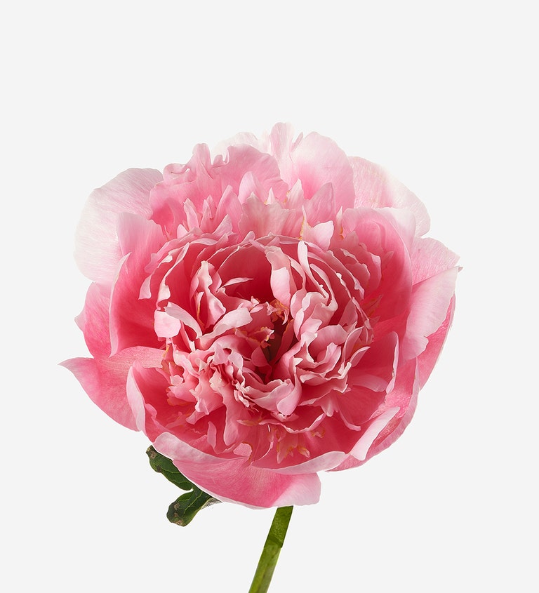 Lil Darling Peony