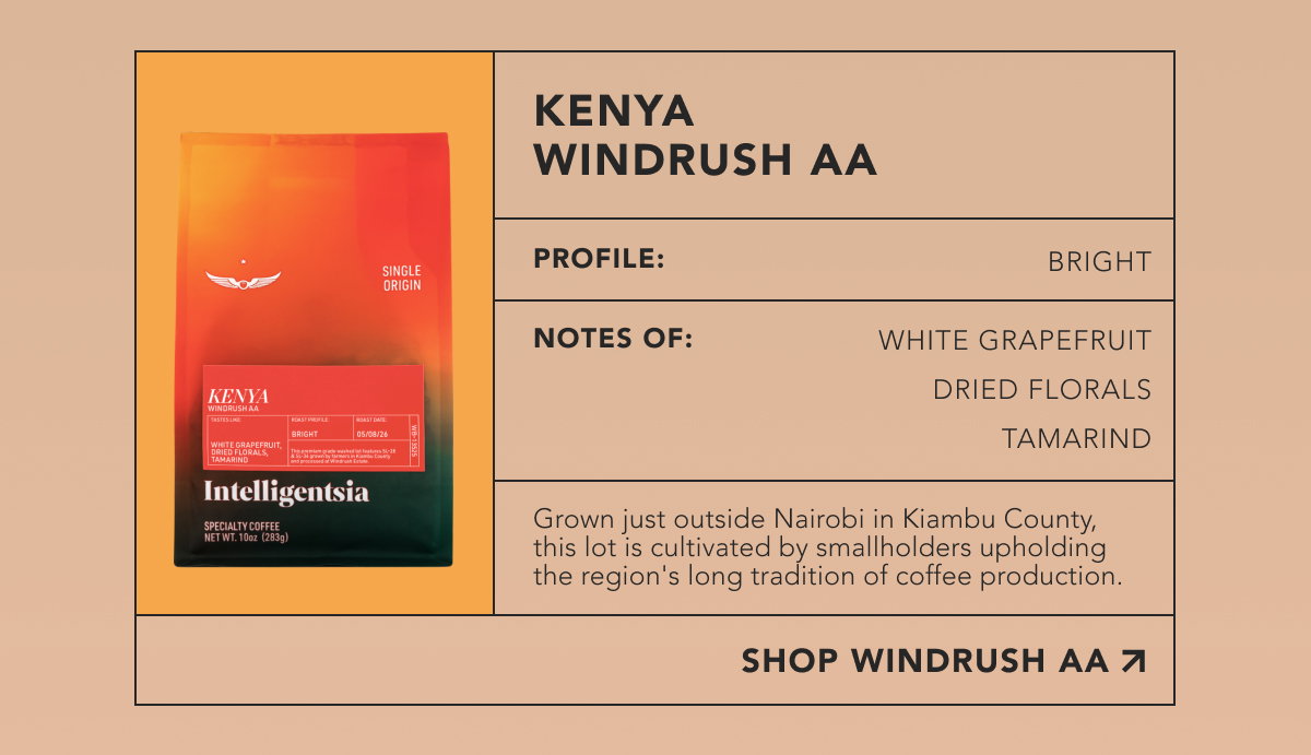 Kenya Windrush AA. Profile: Bright. Notes of: white grapefruit, dried florals, tamarind. Grown just outside Nairobi in Kiambu County, this lot is cultivated by smallholders upholding the region's long tradition of coffee production. | SHOP WINDRUSH AA