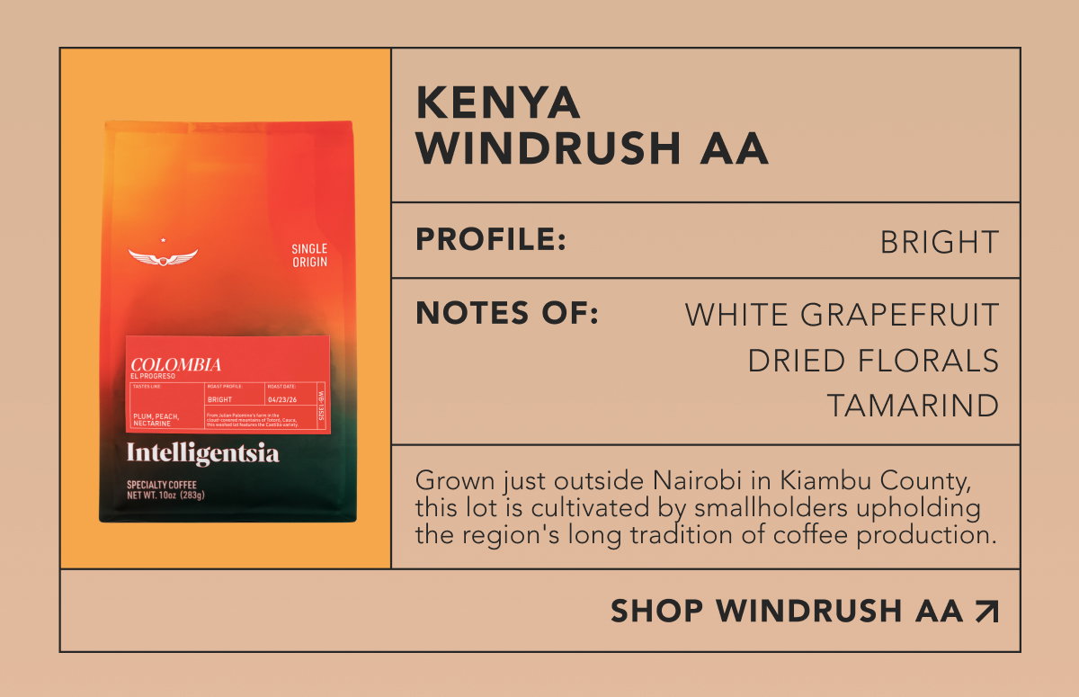Kenya Windrush AA. Profile: Bright. Notes of: white grapefruit, dried florals, tamarind. Grown just outside Nairobi in Kiambu County, this lot is cultivated by smallholders upholding the region's long tradition of coffee production. | SHOP WINDRUSH AA
