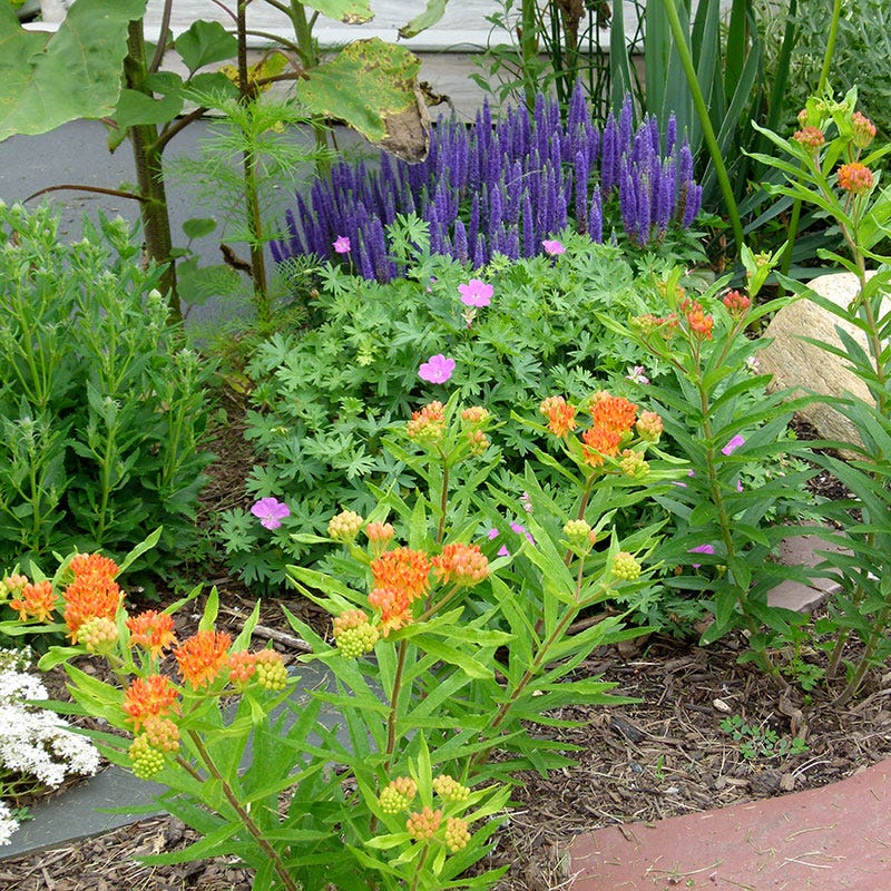 Perennial Plants