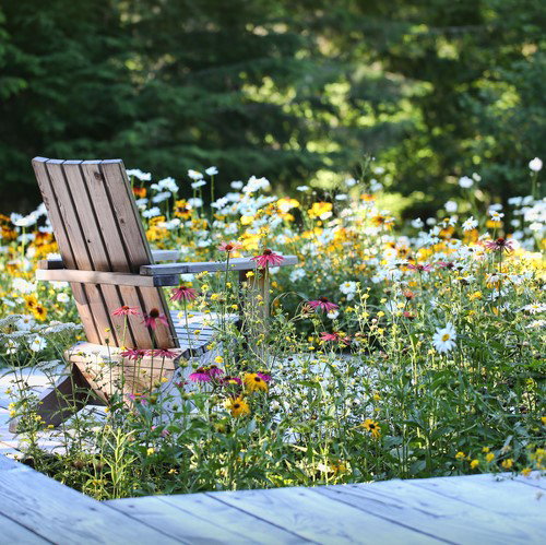 Wildflowers