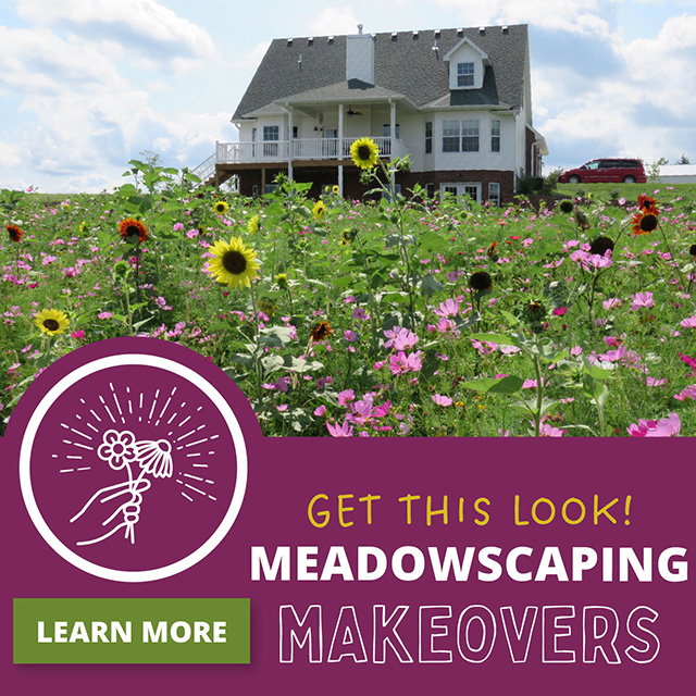 Meadowscaping Makes It Better