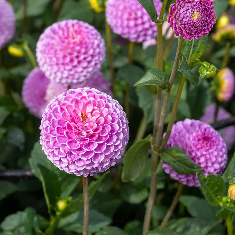 Dahlias