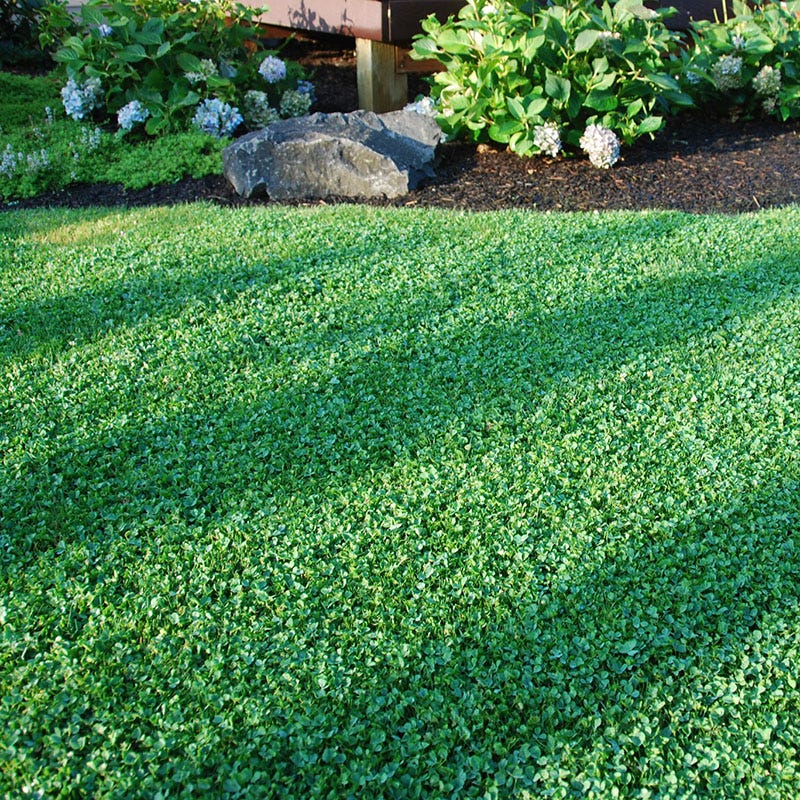 Microclover
