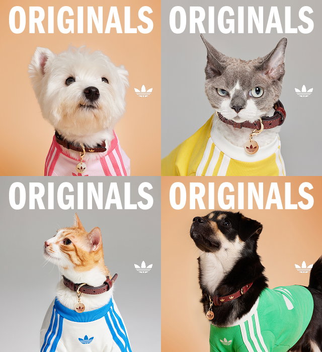 Cats and Dogs wearing adidas originals apparel 