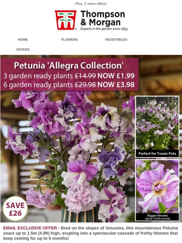 NEW Climbing Petunias from Just £1.99