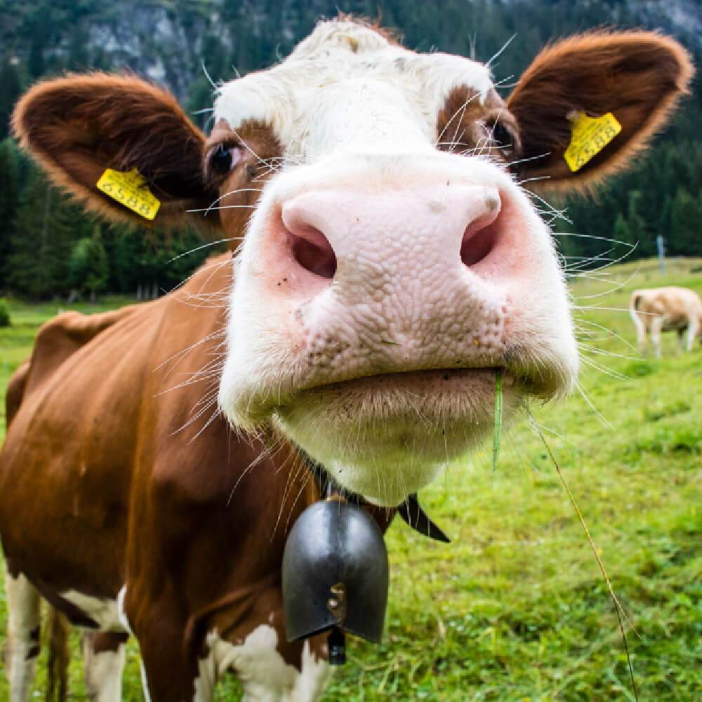 One of Penny's cow photos