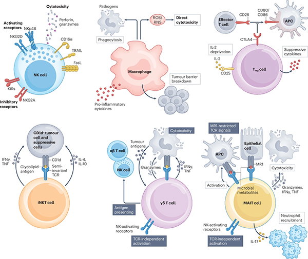 A diagram showing a range of CAR X cells, including natural killer cells, macrophages, regulatory T cells and unconventional T cells.
