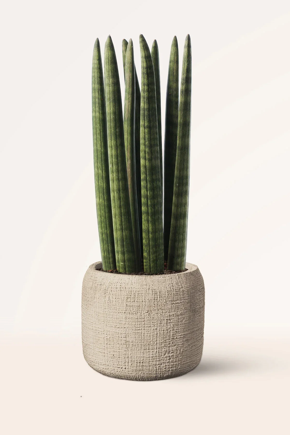 Image of Sansevieria Cylindrica