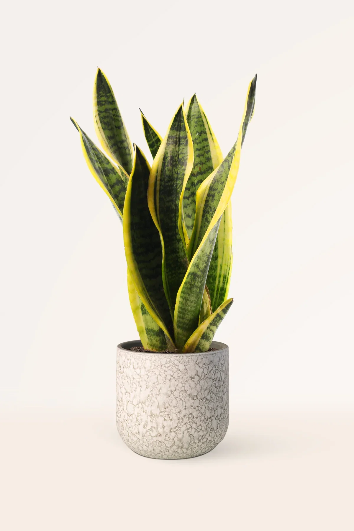 Image of Sansevieria Trifasciata