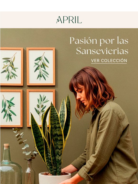 Pasión por las Sansevierias 🌿