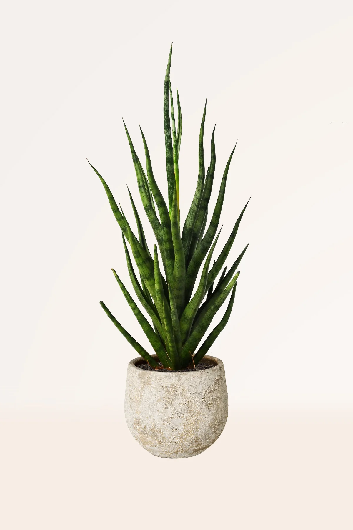 Image of Sansevieria Torch