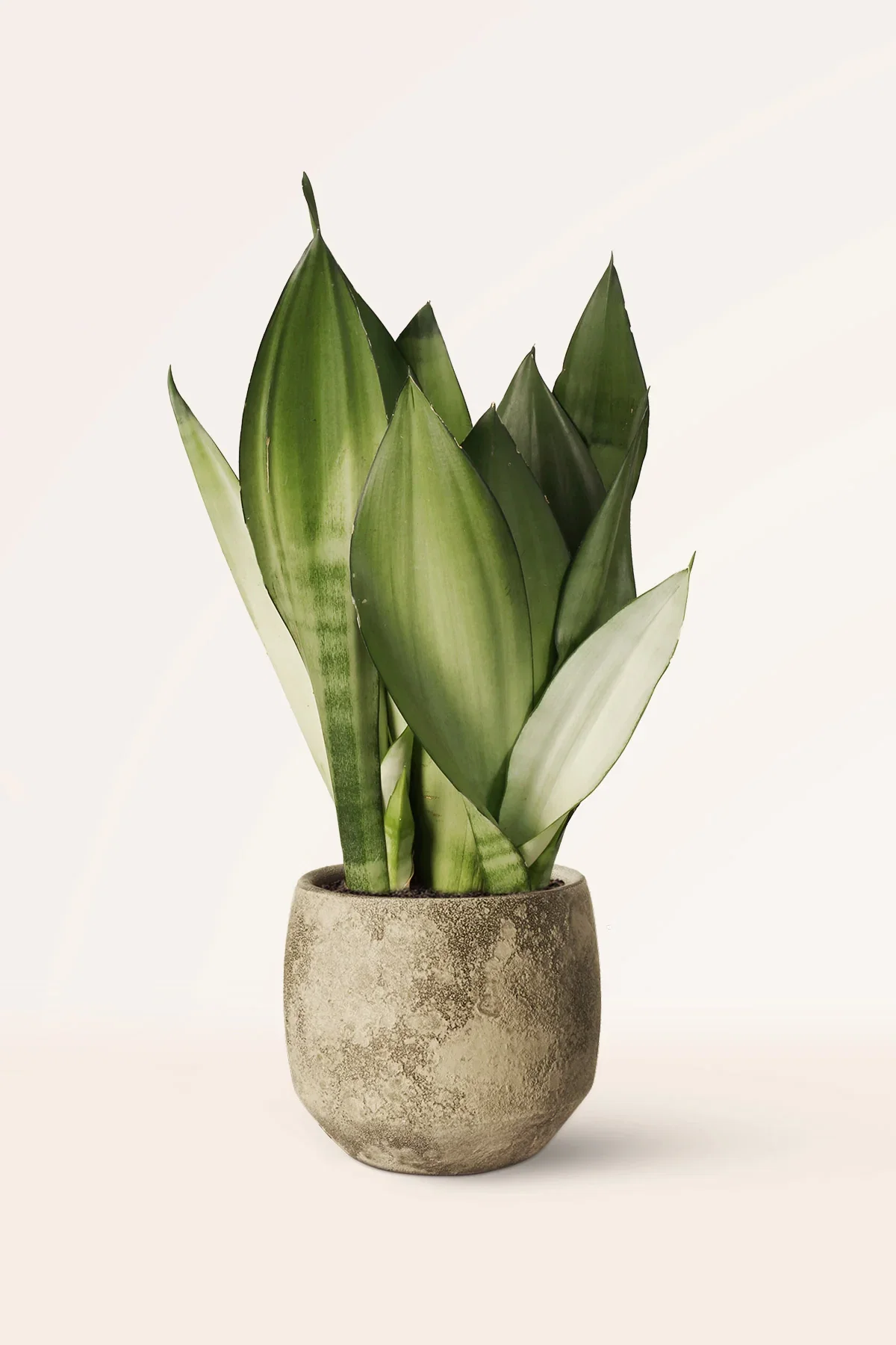 Image of Sansevieria Moonshine