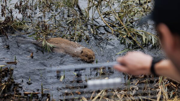 A long, brown beaver swims in marshy water filled with foliage. The blurry head and hand of a man are in the lower-right part of the frame.