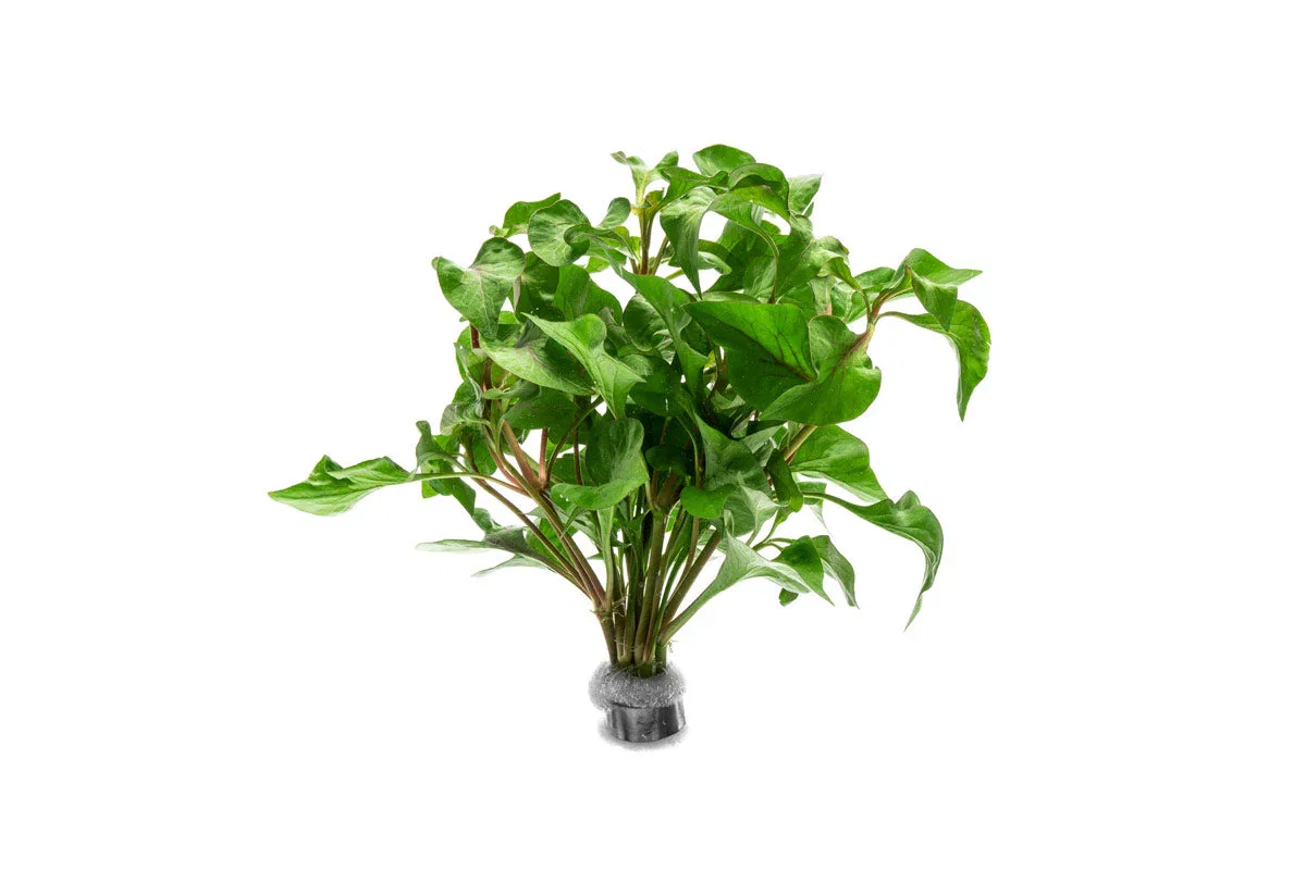 Image of Alternanthera Amabilis Tricolor