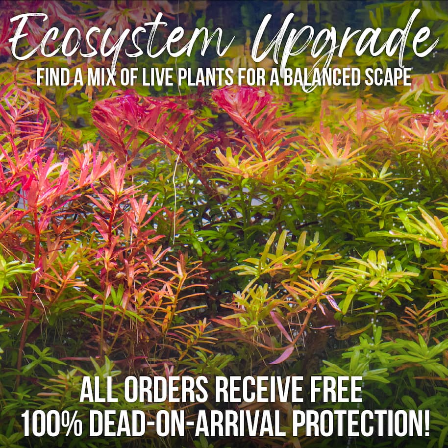Aquarium Plants Available