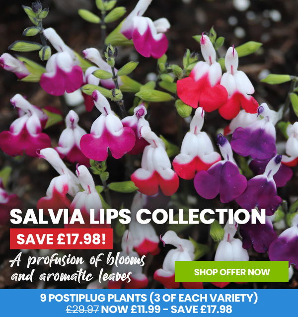 Salvia Lips Collection