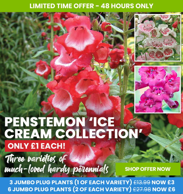 Penstemon 'Ice Cream Collection'