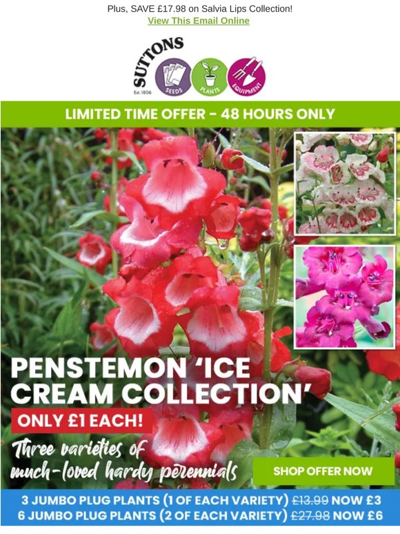 Super Tough Penstemons NOW £1 each! EMAIL EXCLUSIVE!