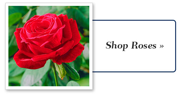 Shop the Sale