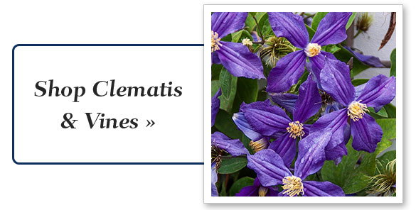 vines_climbers