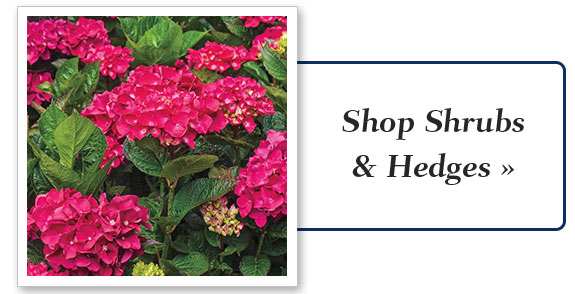 shrubs-hedges