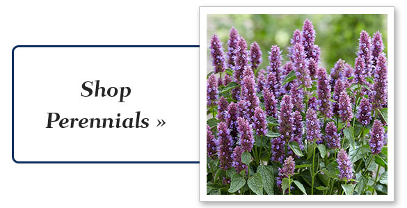 perennial_plants