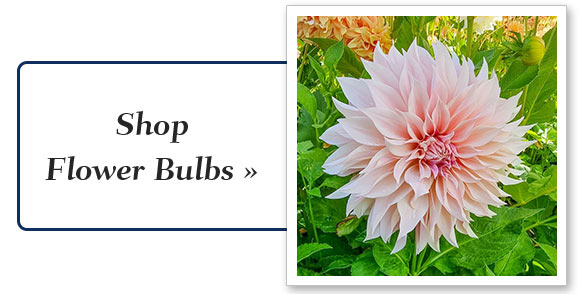 flower_bulbs