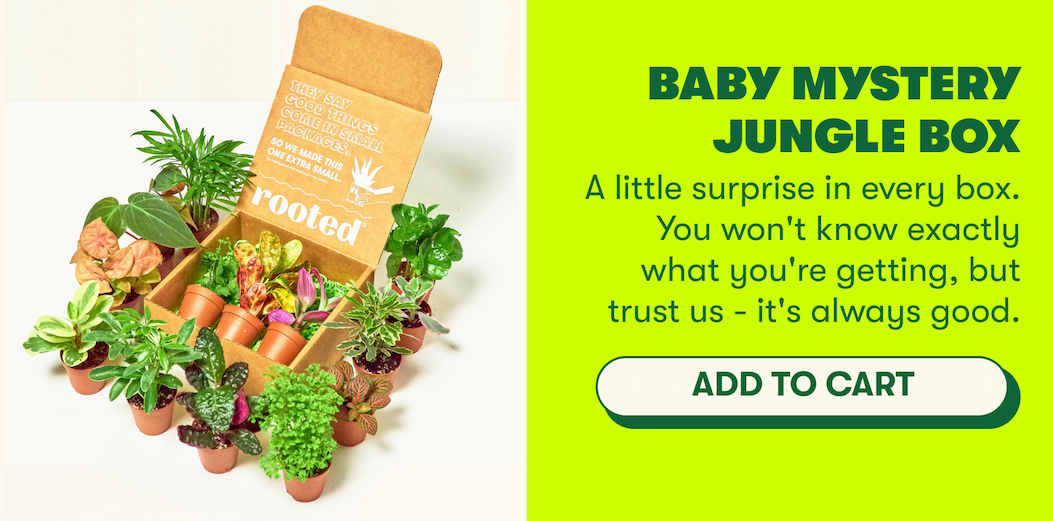 Baby Mystery Jungle Box