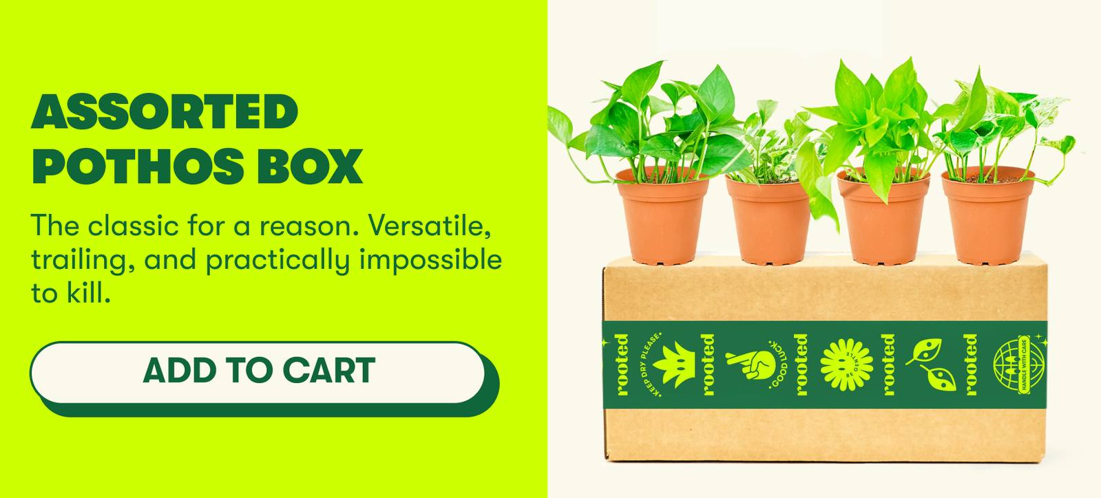 Assorted Pothos Box
